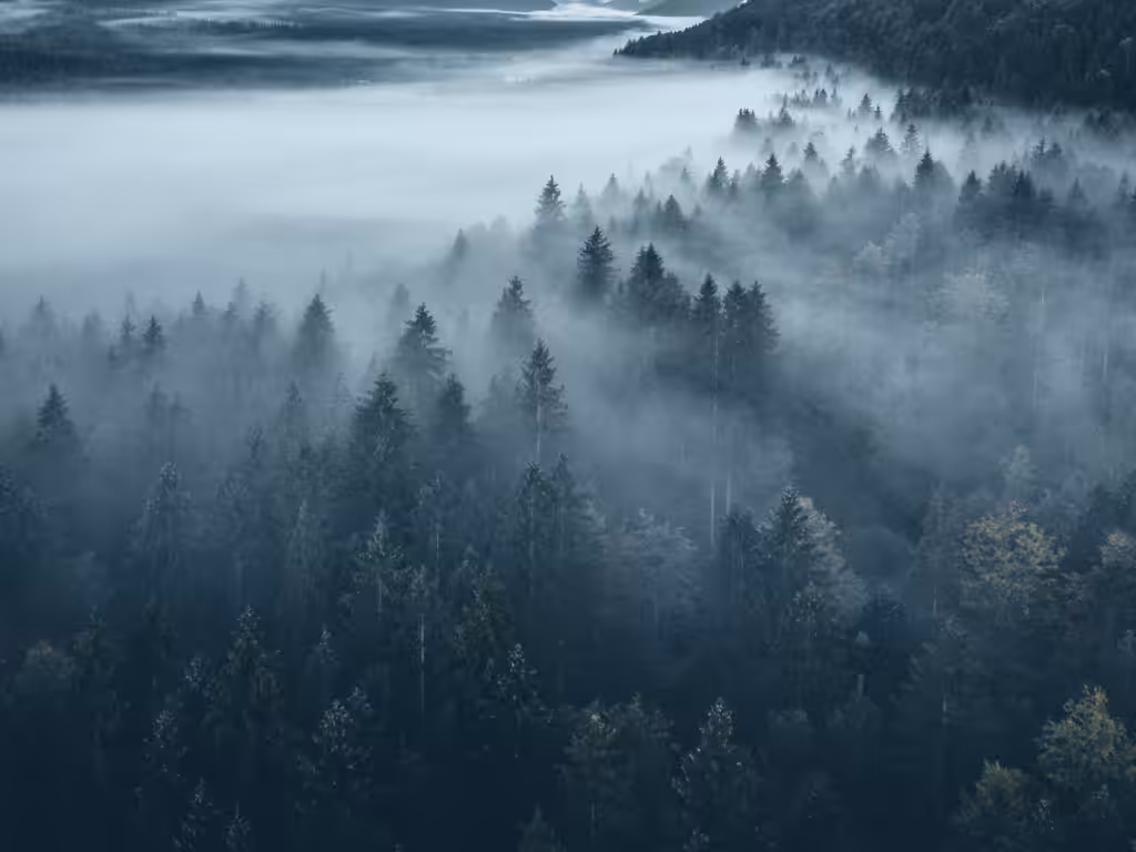 Nebel in einem Tannenwald