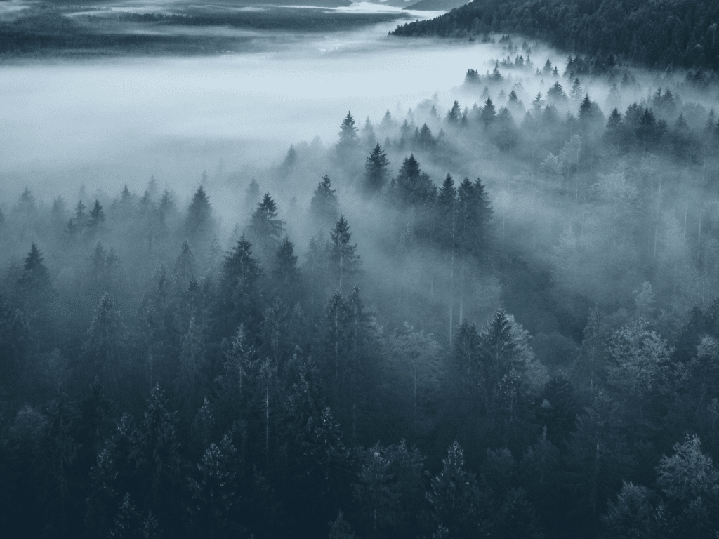 Nebel in einem Tannenwald