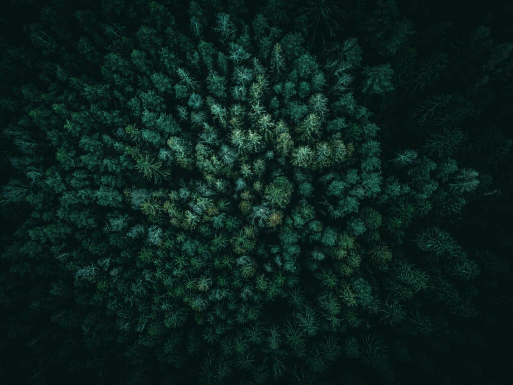 Wald Luftaufnahme