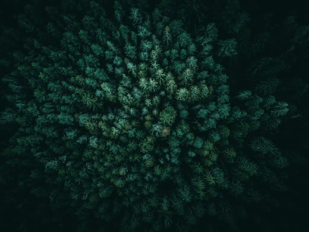 Wald Luftaufnahme